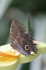 schmetterling