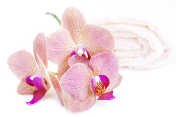 Fototapeta na wymiar Orchid and Towel