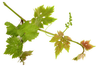 vine sprout with young grape cluster - obrazy, fototapety, plakaty