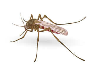 Mosquito.