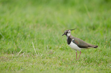 Kiebitz, Northern lapwing, Vanellus vanellus