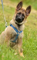 German Shephard dog puppy