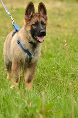 German Shephard dog puppy