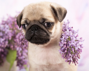 pug puppy and spring lilas flowers