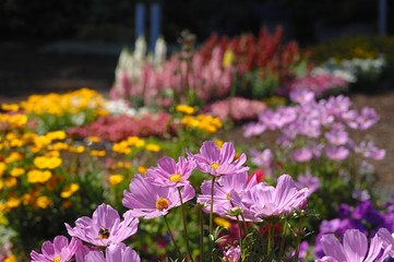 Garten mit bunten Blumen