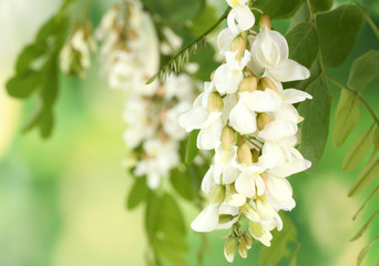 Branch of white acacia flowers on green background