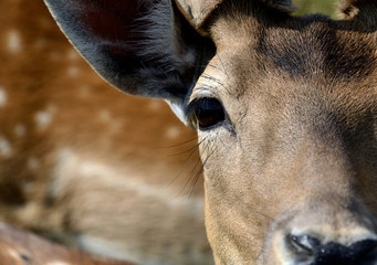 deer