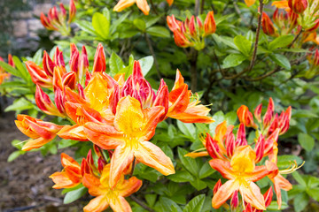 Fototapeta premium Azalea Mollis Flowers