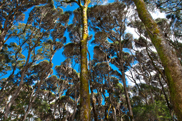 forest sky © Baltazar