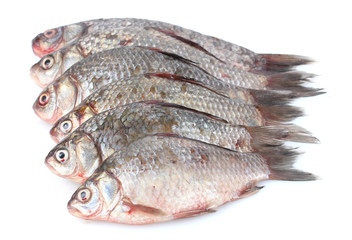 Fresh fishes isolated on white
