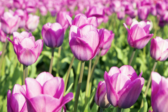 Field of Pink Tulip Flowers