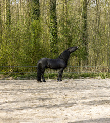 Funny black horse stretched his head up