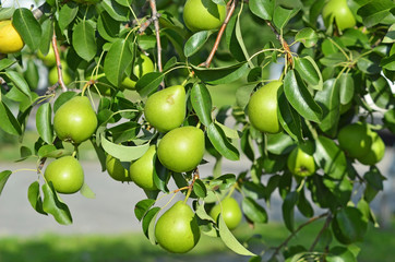 Green pear on the branch of the tree