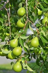 Green pear on the branch of the tree