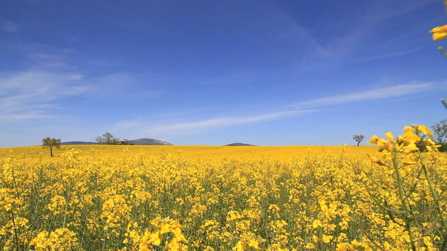 Colza 4