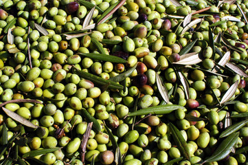 Food Cuisine - Fruit