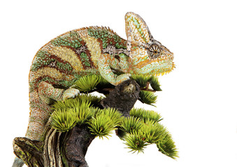 yemen chameleon of