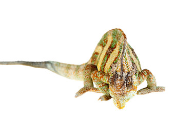 yemen chameleon of