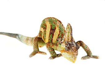 Cercles muraux Caméléon yemen chameleon of