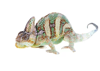 Photo sur Plexiglas Caméléon yemen chameleon of