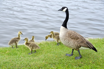Family of Canada Geese by the Rideau Canal Ottawa
