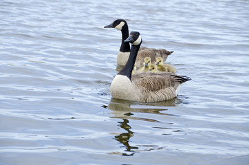 Family of Canada Geese in the Rideau Canal Ottawa