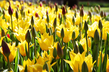 Beautiful yellow tulips blooming in the spring garden.
