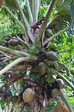 cocotier de mer, coco-fesse, Seychelles