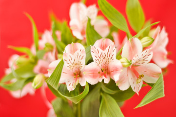 Bouquet of alstroemeria isolated on red