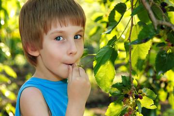 little boy eating mulberry