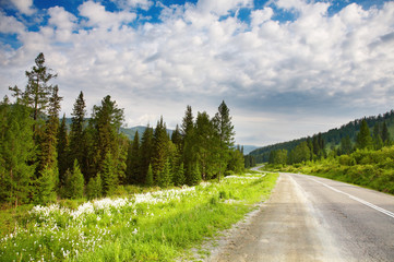 Landscape with forest and road