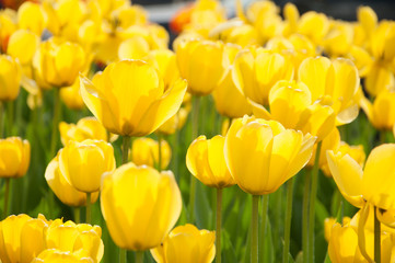 Obraz premium Bed of yellow tulips