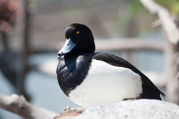 Fototapeta premium Teal duck. Dendrocygna viduata.