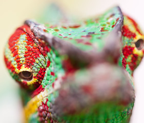 oeil de caméléon © Unclesam