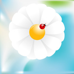 Ladybird on daisy flower vector