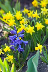 Photo sur Plexiglas Narcisse narcissus and hyacinth flowers
