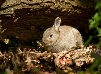 Young Rabbit in Woodland