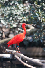 Fototapeta premium Scarlet ibis bird. Eudocimus ruber.