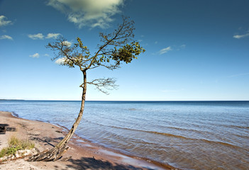 Single pine at the seashore.