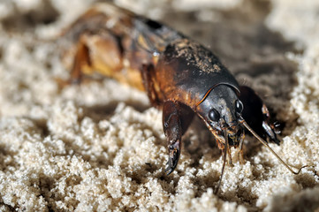 Mole cricket (Gryllotalpa)