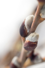 willow pussy spring flower