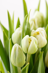 Obrazy na Szkle  ładne tulipany
