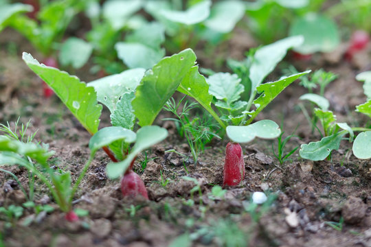 Red radish in bed