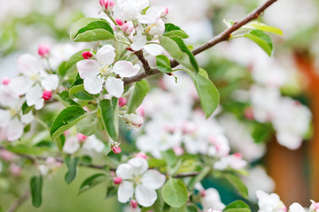 pink apple flowers