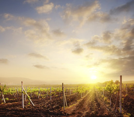 Obraz premium vineyard