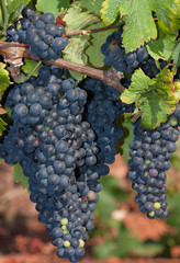 Fototapeta premium Raisin