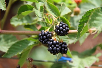 Blackberries on Tree