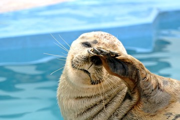 照れるゴマフアザラシ