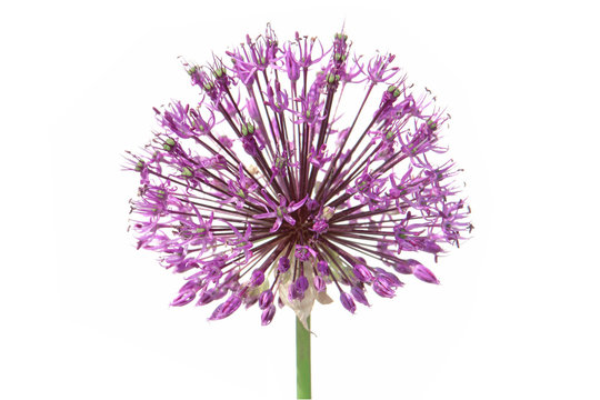 Purple alium onion