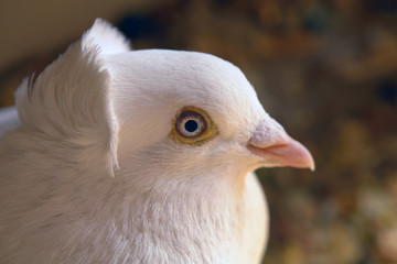 dove